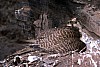 on-nest.jpg