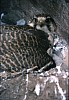 q2-closeup3.jpg