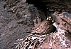 q2-nest-general.jpg