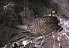 q2-nest10.jpg