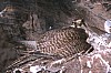 q2-nest11.jpg