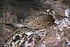 q2-nest2.jpg