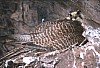 q2-nest7-good.jpg