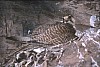 q2-nest8.jpg