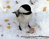 chickadee.jpg