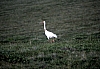 Crane-Moult3.jpg