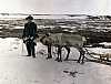 My-reindeer-sled.jpg