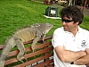 green-iguana.jpg