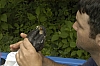 shartp-shinned-hawk.JPG