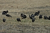 DSC_0011.JPG