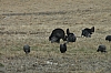 DSC_0012.JPG
