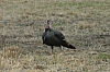 DSC_0036.JPG