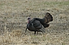 DSC_0037.JPG