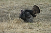 DSC_0038.JPG