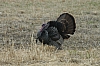 DSC_0039.JPG