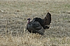 DSC_0040.JPG