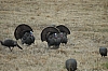 DSC_0042.JPG