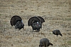 DSC_0043.JPG