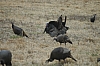 DSC_0045.JPG