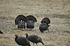 DSC_0049.JPG