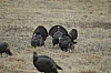 DSC_0050.JPG