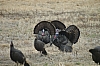 DSC_0055.JPG
