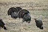 DSC_0058.JPG
