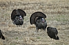 DSC_0059.JPG