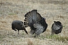 DSC_0060.JPG