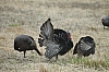 DSC_0061.JPG