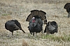 DSC_0062.JPG