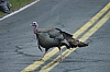 DSC_0065.JPG