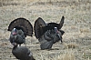 DSC_0066.JPG