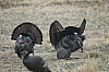 DSC_0067.JPG