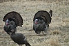 DSC_0068.JPG