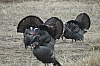 DSC_0069.JPG