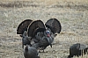 DSC_0070.JPG