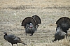 DSC_0071.JPG