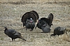 DSC_0072.JPG