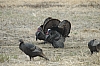 DSC_0073.JPG