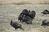 DSC_0074.JPG