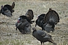 DSC_0075.JPG
