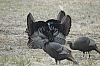 DSC_0076.JPG