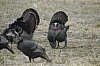 DSC_0078.JPG