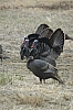 DSC_0079.JPG