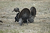 DSC_0080.JPG