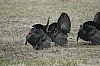 DSC_0081.JPG