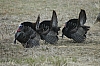 DSC_0082.JPG