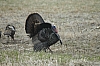 DSC_0083.JPG