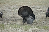DSC_0084.JPG